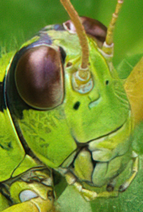 Green Alpine Grasshopper