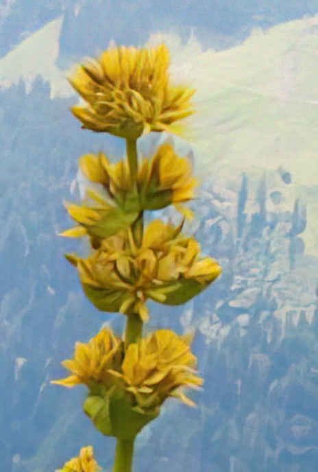 Great Yellow Gentian