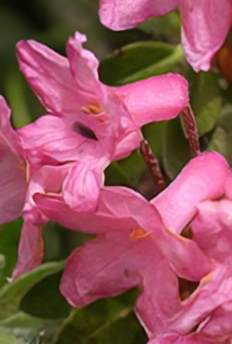 Hairy Alpenrose