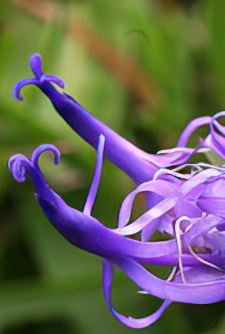 Hemispherical-headed Rampion