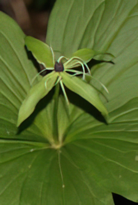 Herb Paris