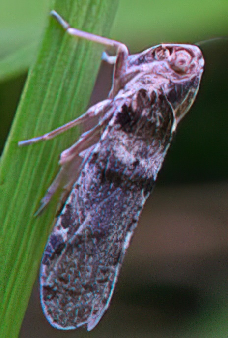 Lace Hopper