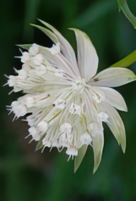 Lesser Masterwort