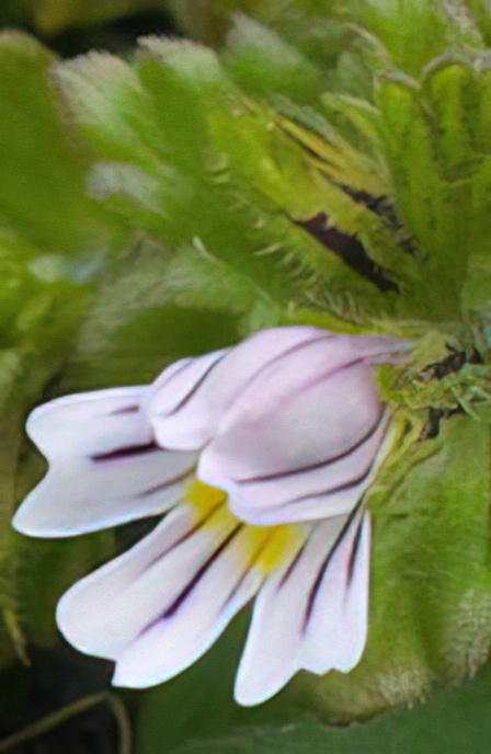 Large-Flowered Sticky Eyebright