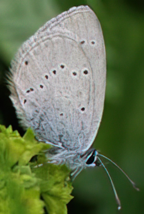 Little Blue