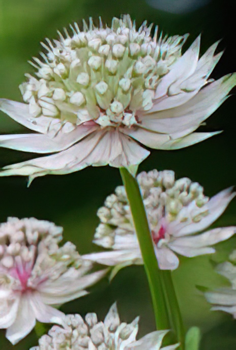 Masterwort