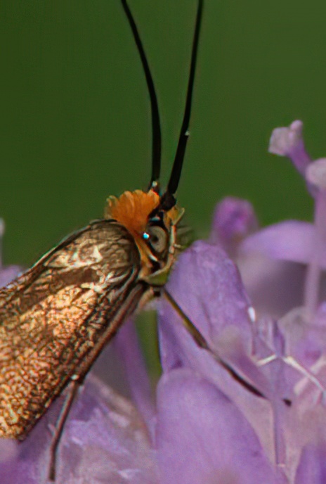 Meadow Longhorn