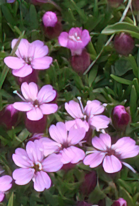 Moss Campion