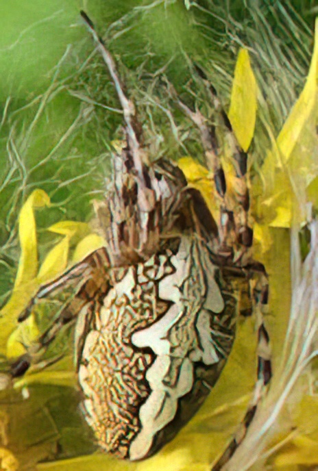 Oak Spider