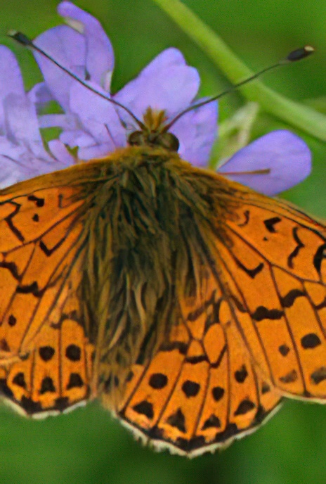 Pearl-bordered Fritillary
