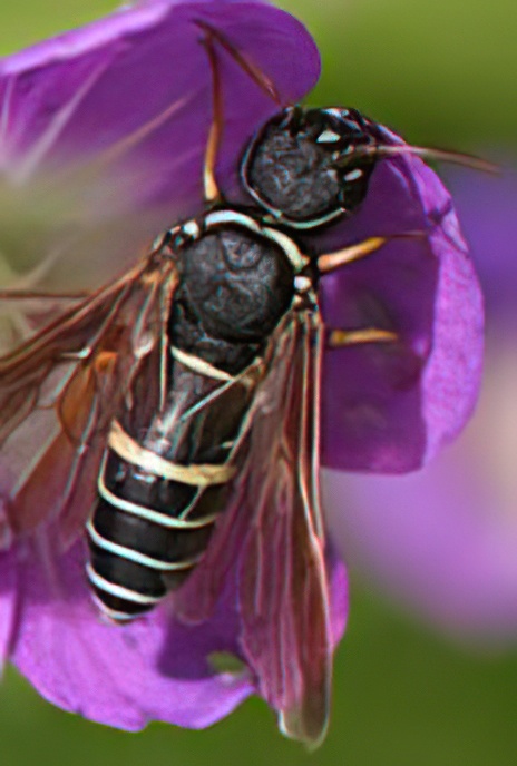 Sawfly