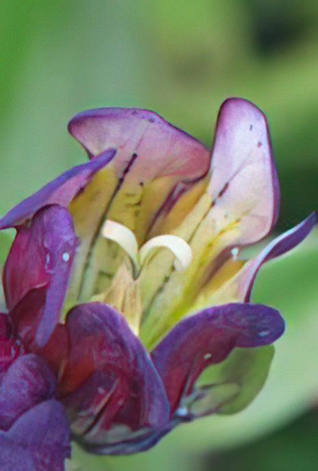Purple Gentian