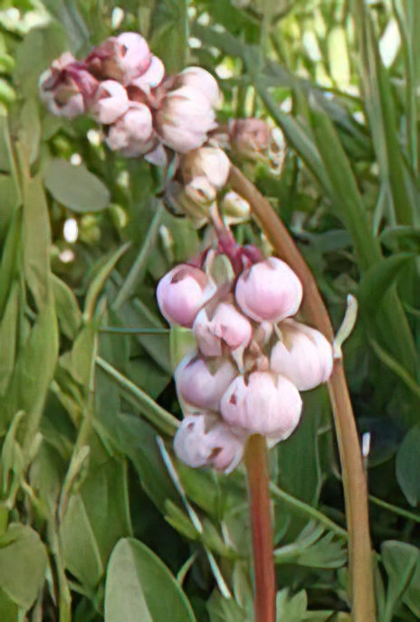 Round-Leaved Wintergreen