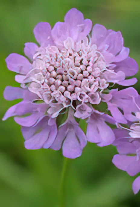 Small Scabious