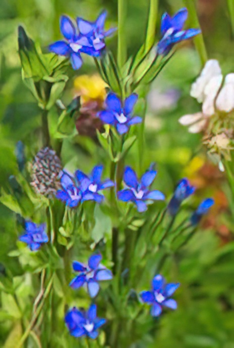 Snow Gentian