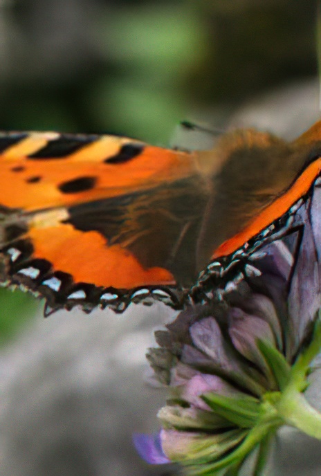 Small Tortoiseshell