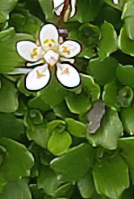 Starry Saxifrage
