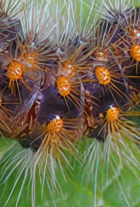 Tiger Moth (caterpillar) (?)