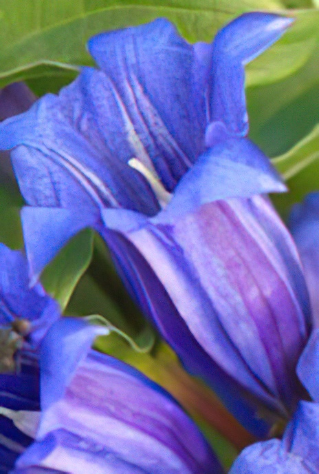 Willow Gentian