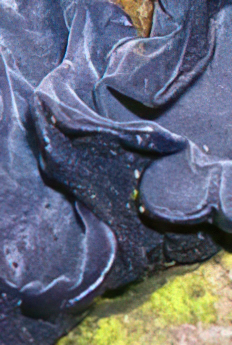 Black Witch’s Butter