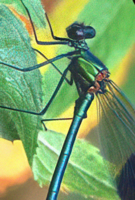 Banded Demoiselle