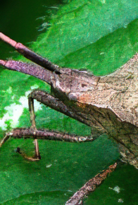 Dock or Squash Bug
