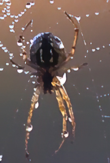 Orb Web Spider