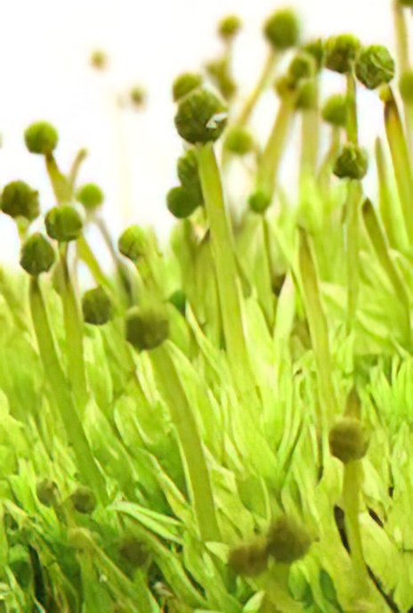 Bud-headed Groove Moss