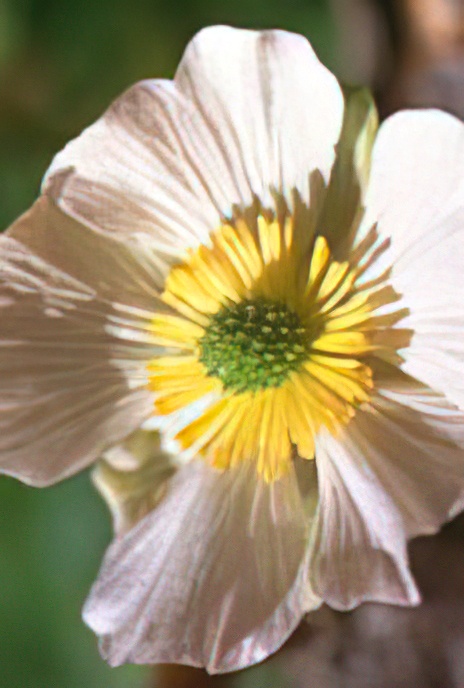 Glacier Crowfoot