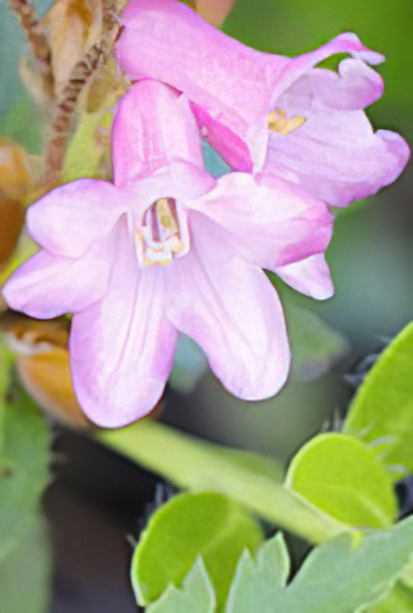 Hairy Alpenrose
