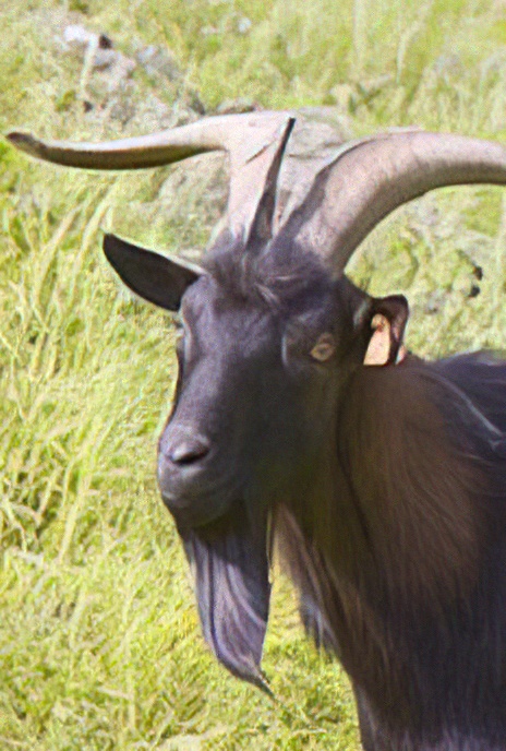 Rove Goat