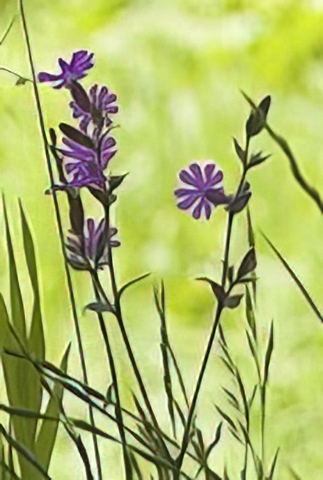 Red Campion