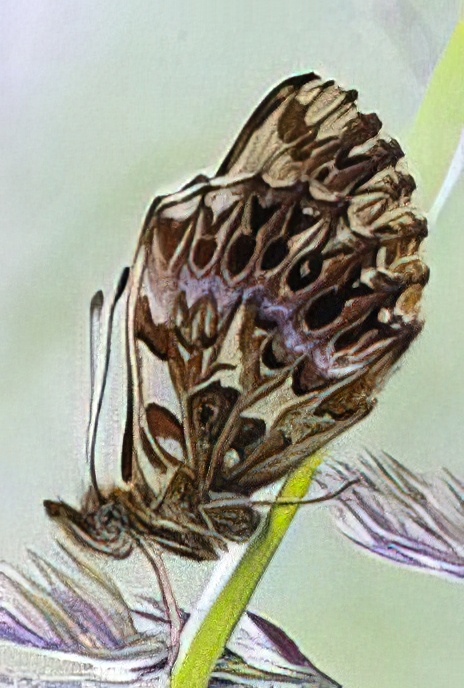 Titania’s Fritillary