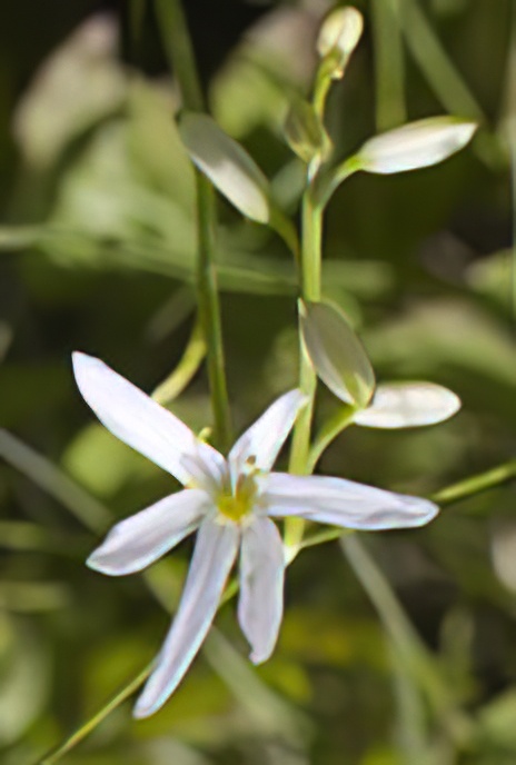 St Bernard’s Lily