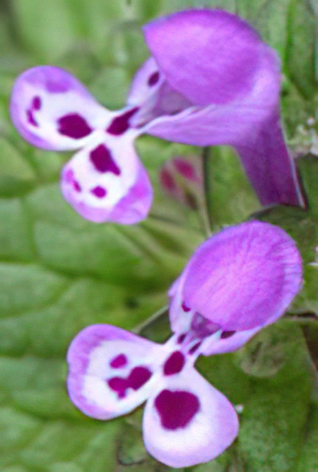 Henbit Dead-nettle
