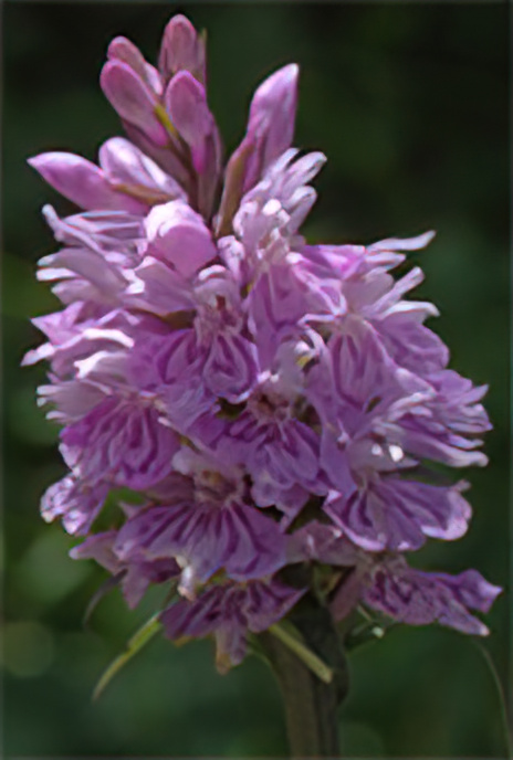 Common Spotted Orchid