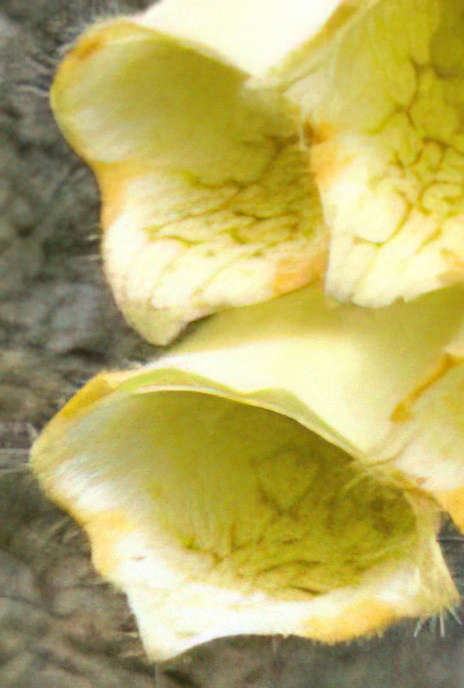 Large Yellow Foxglove