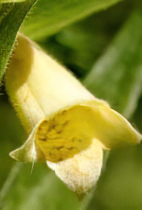 Small Yellow Foxglove