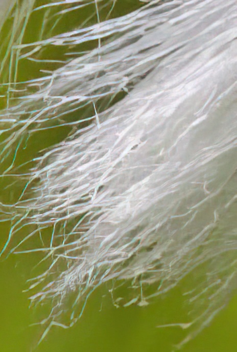 Cotton Grass