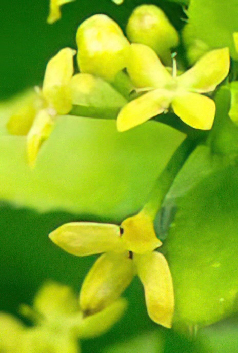 Crosswort