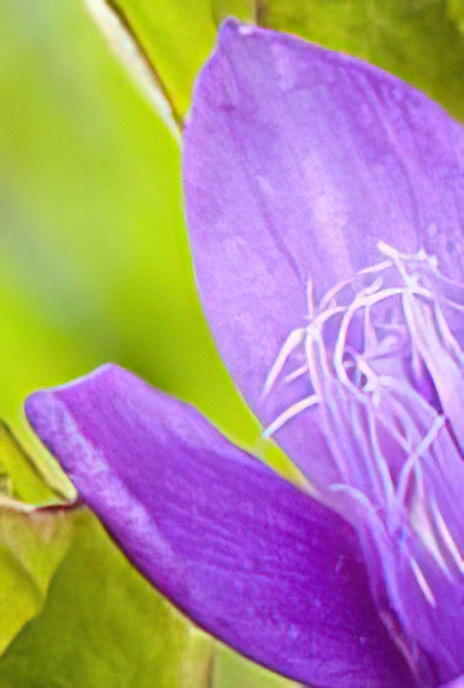 Field Gentian