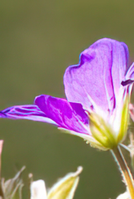 Meadow Cranesbill