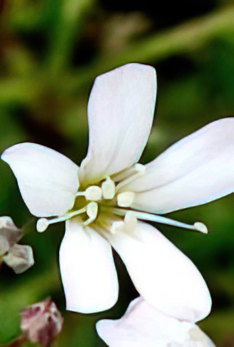 Creeping Gypsophila