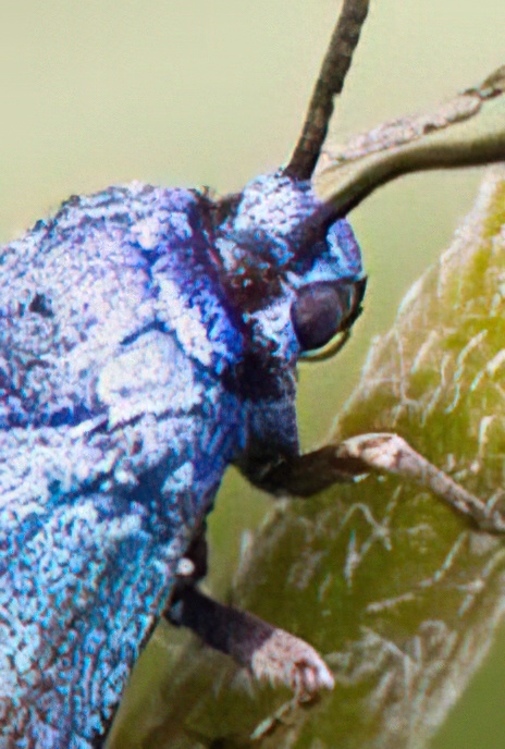 Common Forester Moth