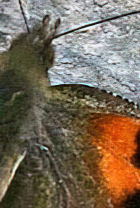 Small Tortoiseshell