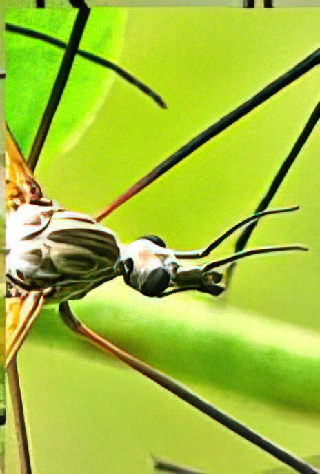 Spotted Cranefly