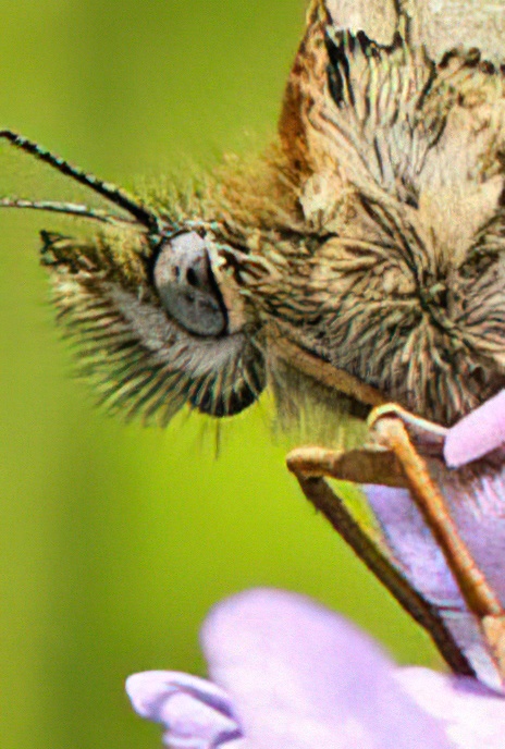 Knapweed Fritillary