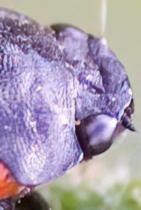 Blood or Red-and-Black Froghopper