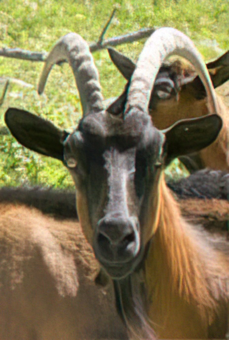 Mountain Goat