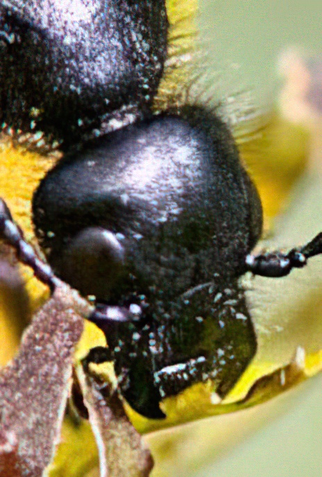 Flower Beetle
